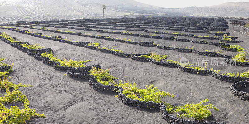 La Geria火山葡萄酒谷